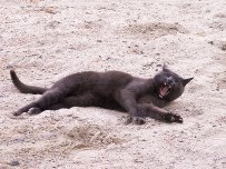 Smokey playing in the Arena
