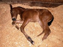 All Tuckered Out